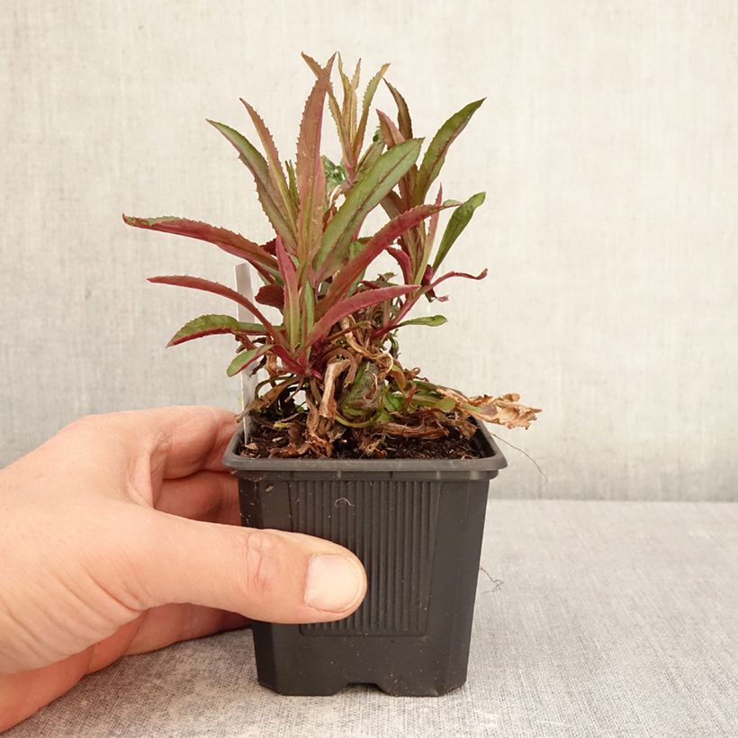 Penstemon Nova Twilight Vasetto da 8/9 cm esemplare consegnato in primavera