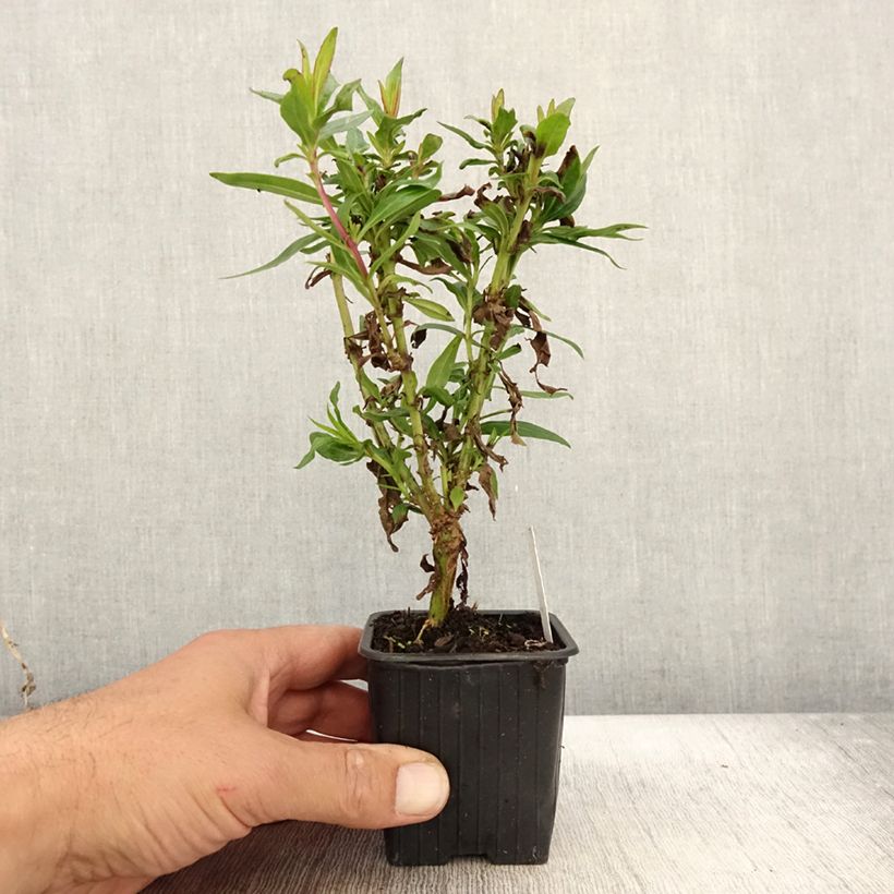 Esemplare di Penstemon Pensham Czar Vasetto da 8/9 cm come consegnato in autunno