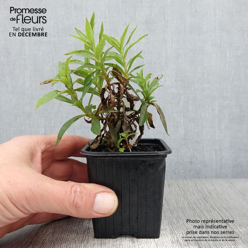 Esemplare di Penstemon Pensham Laura Vasetto da 8/9 cm come consegnato in autunno