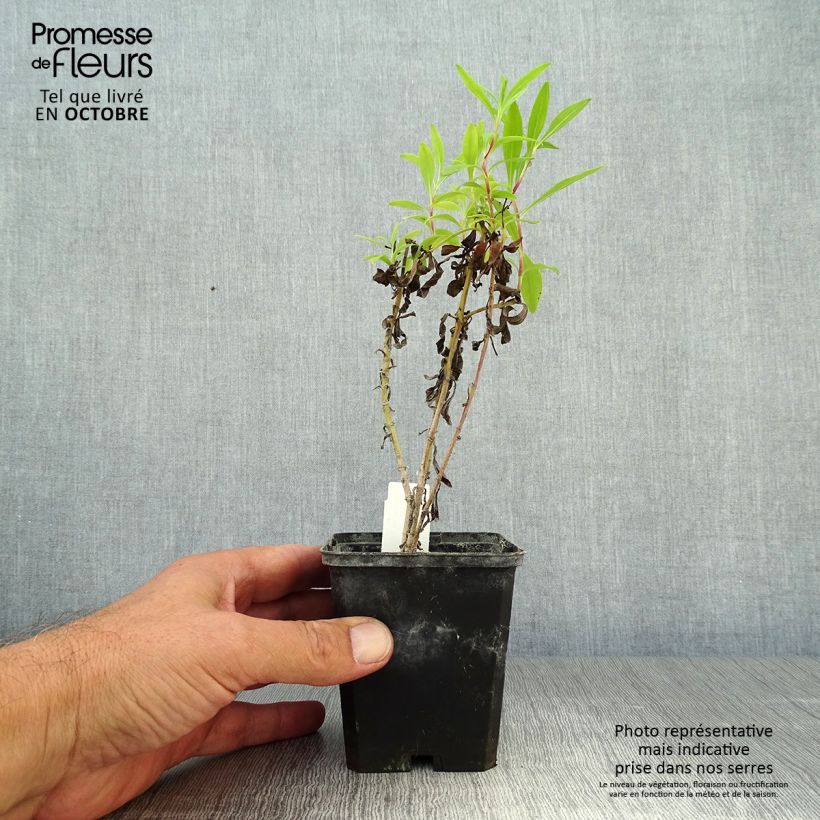Esemplare di Penstemon Purple Passion Vasetto da 8/9 cm come consegnato in autunno