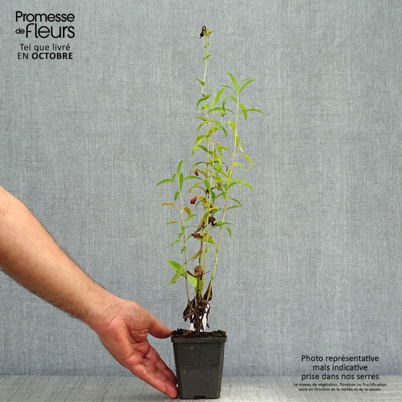 Esemplare di Penstemon Raven Vasetto da 8/9 cm come consegnato in autunno