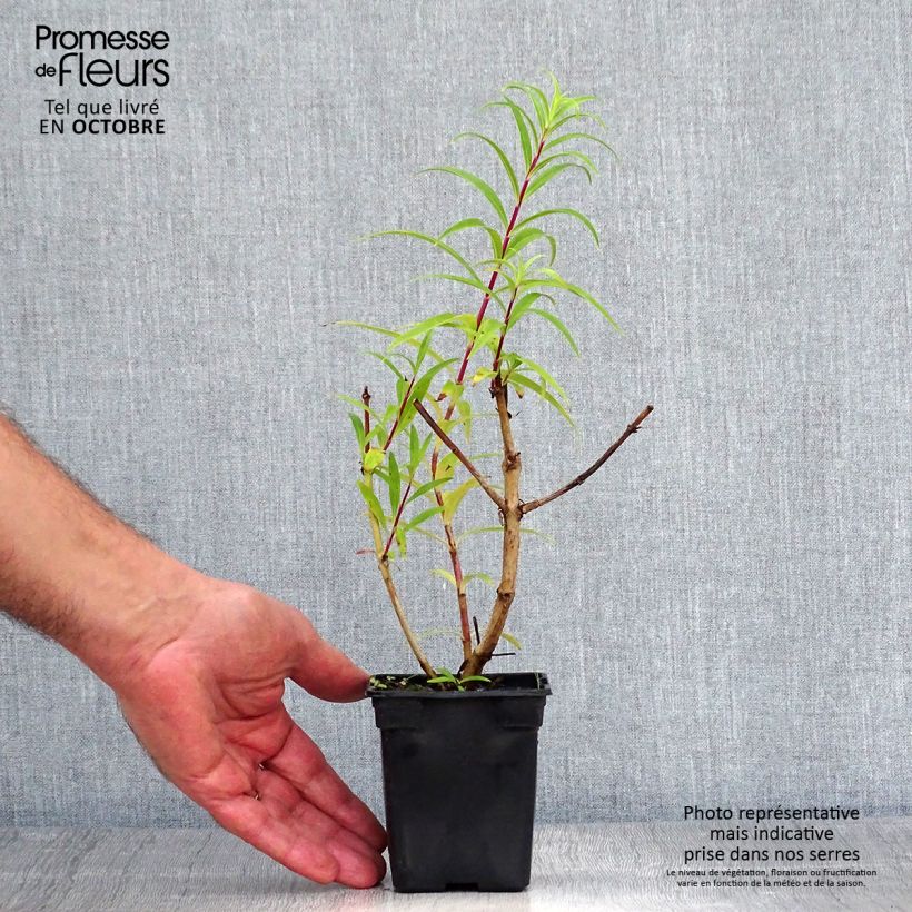 Esemplare di Penstemon Rich Ruby Vasetto da 7/8 cm come consegnato in autunno