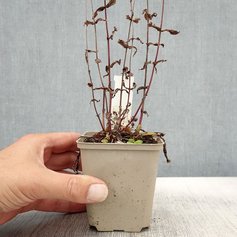 Esemplare di Penstemon smallii Vasetto da 8/9 cm come consegnato in autunno