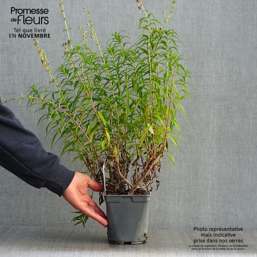 Esemplare di Penstemon Souvenir d'Adrien Régnier Vaso da 2L/3L come consegnato in autunno