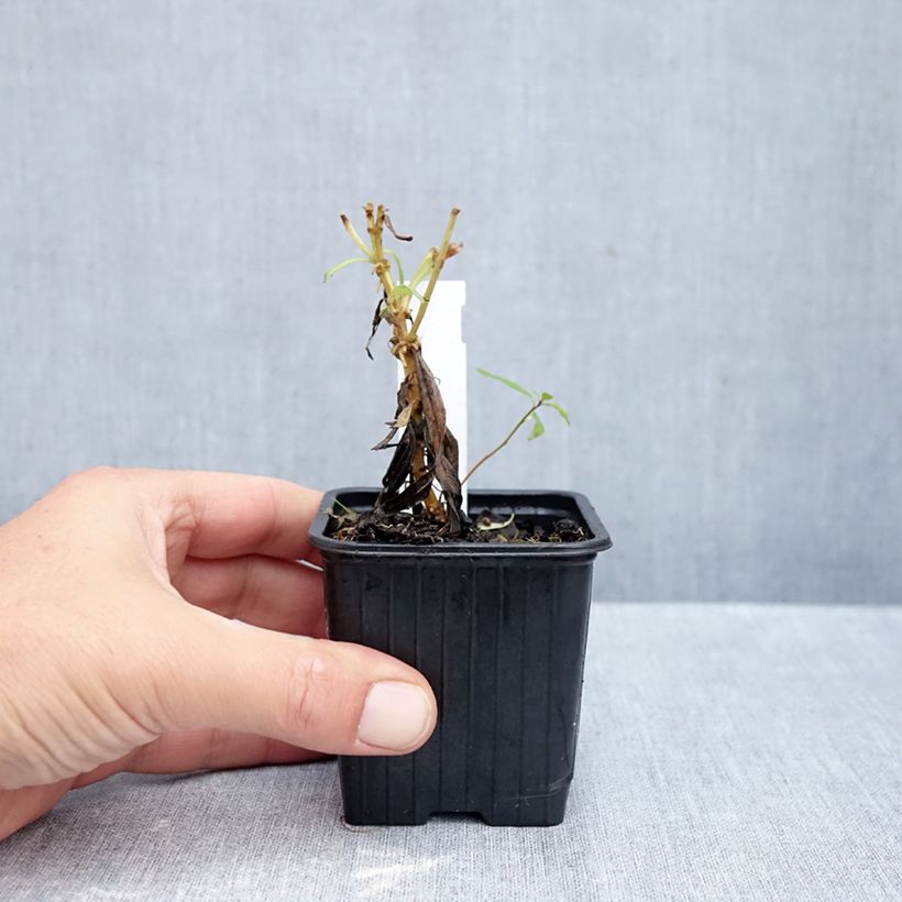Esemplare di Penstemon Souvenir d'Adrien Régnier Vasetto da 8/9 cm come consegnato in autunno