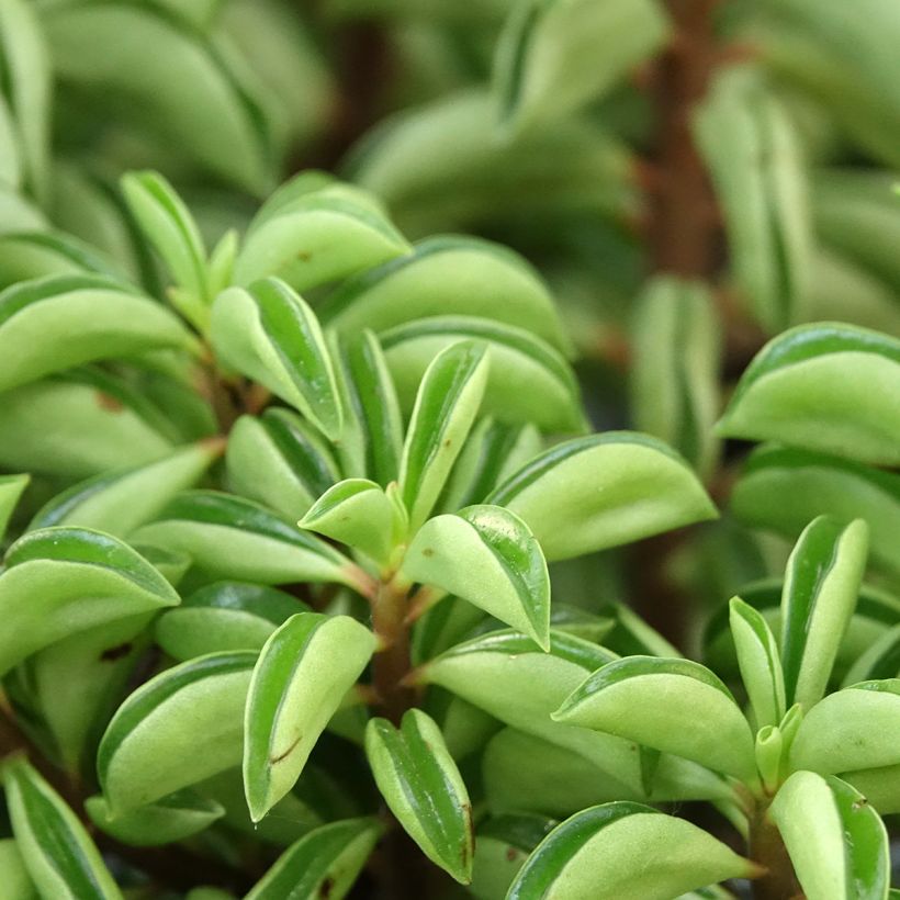 Peperomia Fire Sparks (Fogliame)