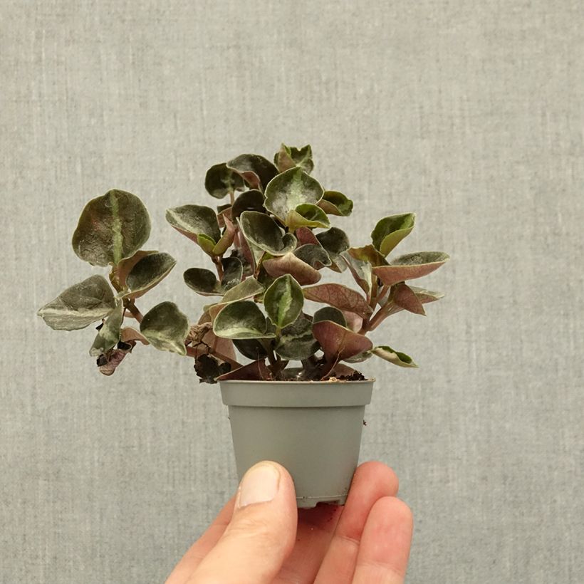 Peperomia metallica Colombiana Mini-plante esemplare consegnato in primavera