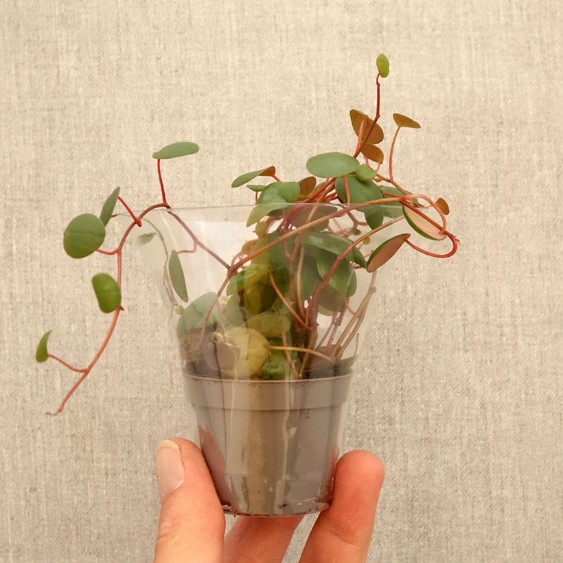 Peperomia Pepperspot mini-pianta esemplare consegnato in primavera
