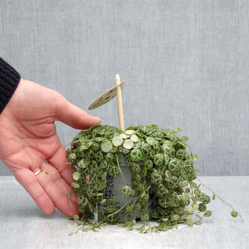 Peperomia prostrata Vaso da Ø 12 cm / 13 cm esemplare consegnato in primavera