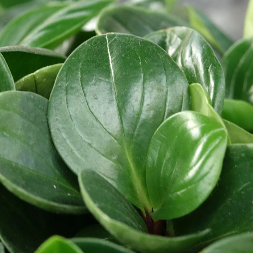 Peperomia Red Canyon (Fogliame)
