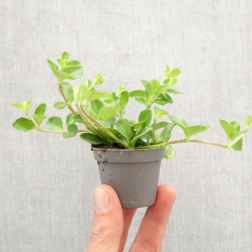 Peperomia rotundifolia Mini-plante esemplare consegnato in primavera