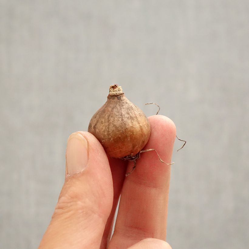 Galanthus nivalis Blewbury Tart - Bucaneve Bulbo taglia 5+ esemplare consegnato in primavera