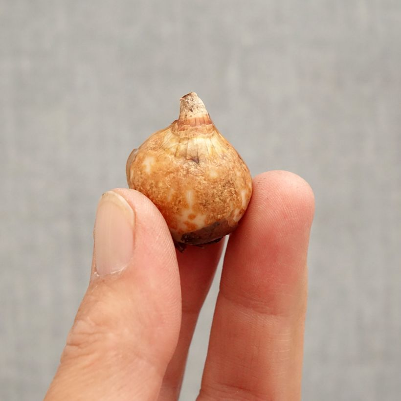 Galanthus nivalis f. pleniflorus Dionysus - Bucaneve Bulbo taglia 6+ esemplare consegnato in primavera