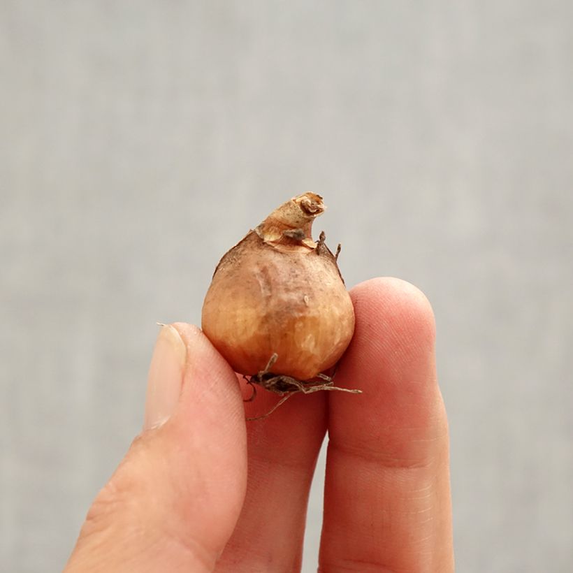 Galanthus nivalis f.pleniflorus Flore Pleno - Bucaneve Bulbo taglia 5+ esemplare consegnato in primavera