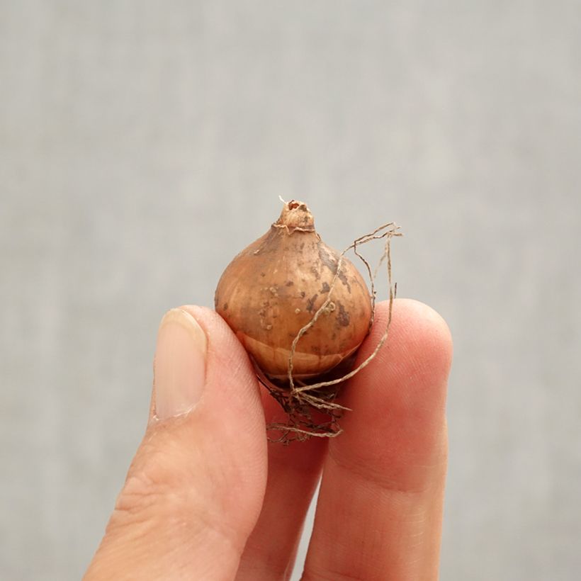 Galanthus elwesii - Bucaneve gigante Bulbo taglia 4/4,5 esemplare consegnato in primavera