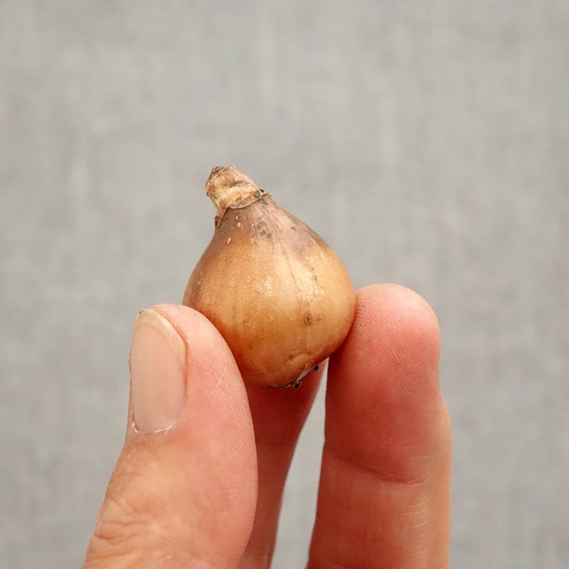 Galanthus nivalis Primrose Warburg - Bucaneve Bulbo taglia 6+ esemplare consegnato in primavera