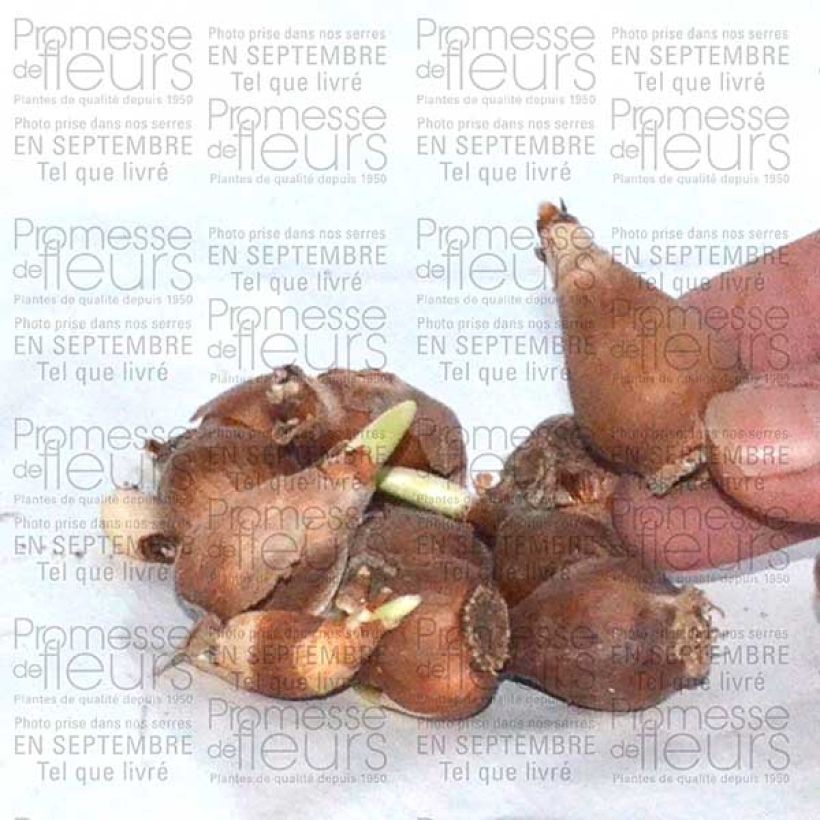 Esempio di esemplare Galanthus elwesii - Bucaneve gigante Bulbo taglia 4/4,5 come consegnato