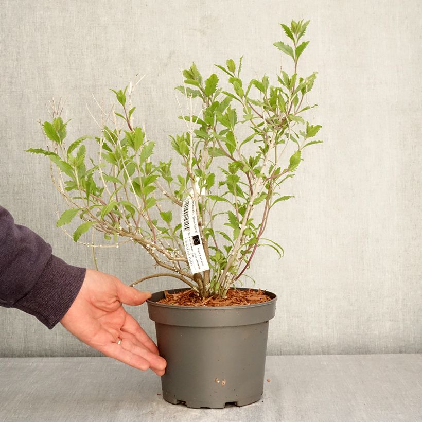 Perovskia atriplicifolia Blue Haze - Salvia russa Vaso da 3L/4L esemplare consegnato in primavera