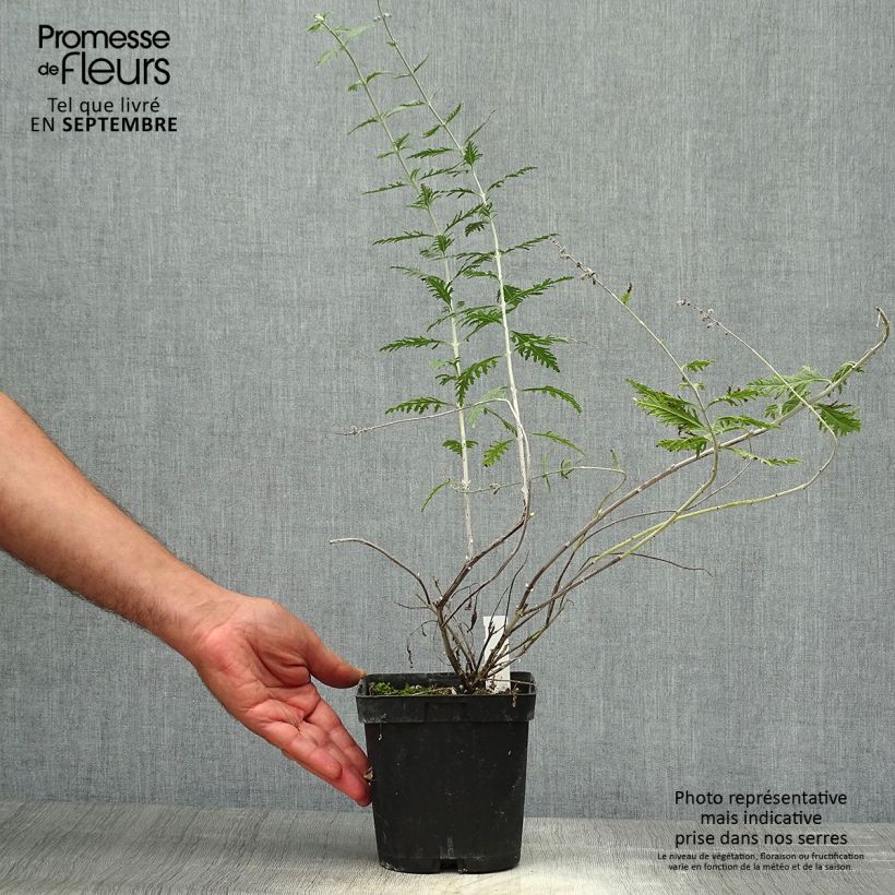 Esemplare di Perovskia atriplicifolia Blue Spire - Salvia russa Vaso da 2L/3L come consegnato in autunno