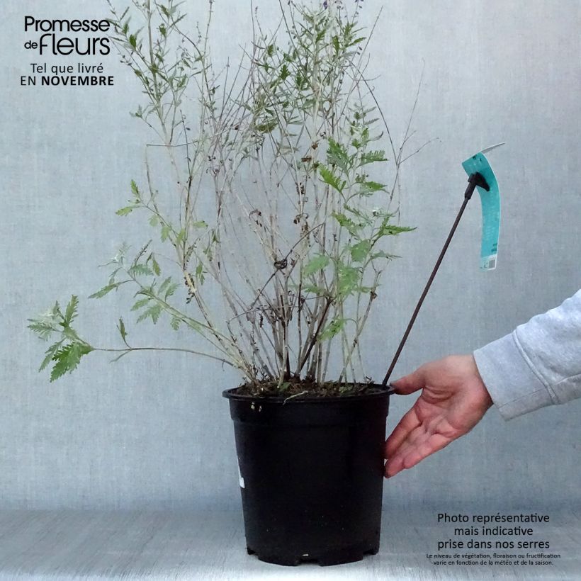 Esemplare di Perovskia atriplicifolia Blue Spire - Salvia russa Vaso da 4L/5L come consegnato in autunno