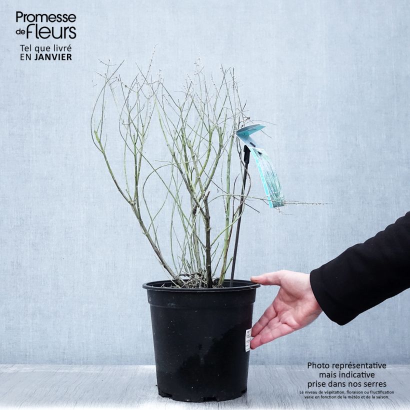 Perovskia atriplicifolia Blue Spire - Salvia russa Vaso da 4L/5L esemplare consegnato in inverno