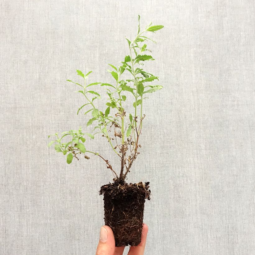 Esemplare di Perovskia atriplicifolia Blue Steel - Salvia russa Zolla 5 cm x 7 cm come consegnato in autunno