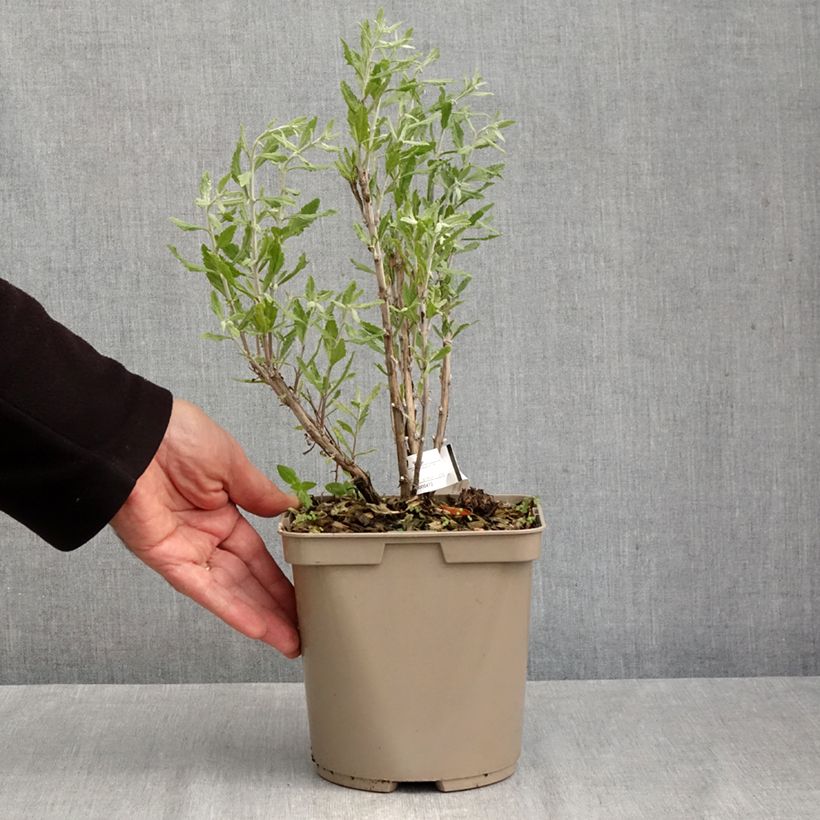 Esemplare di Perovskia atriplicifolia Blue Steel - Salvia russa Vaso da 2L/3L come consegnato in autunno