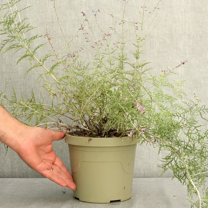 Esemplare di Perovskia atriplicifolia Feathery Blue - Salvia russa Vaso da 3L/4L consegnato in estate