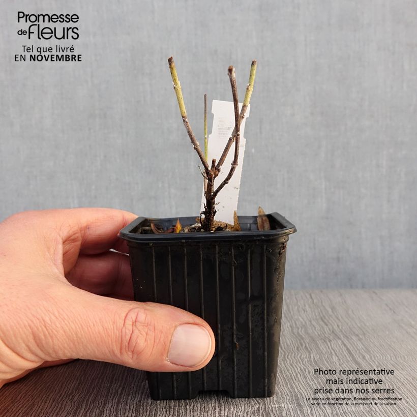 Esemplare di Perovskia atriplicifolia Lacey Blue - Salvia russa Vasetto da 8/9 cm come consegnato in autunno