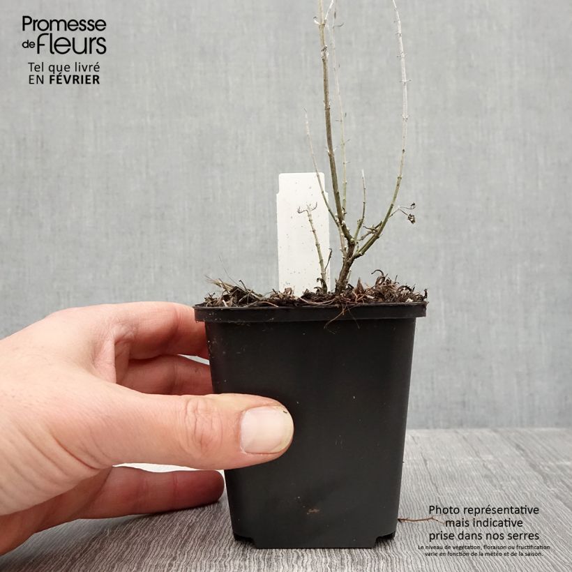 Perovskia atriplicifolia Lacey Blue - Salvia russa Vasetto da 8/9 cm esemplare consegnato in inverno