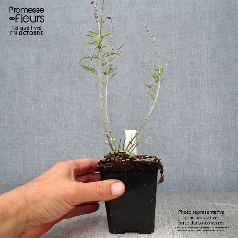 Esemplare di Perovskia atriplicifolia Little Spire - Salvia russa Vasetto da 8/9 cm come consegnato in autunno