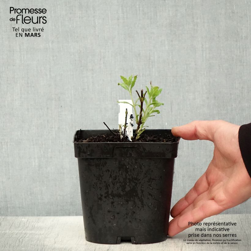 Perovskia atriplicifolia Little Spire - Salvia russa Vaso da 2L/3L esemplare consegnato in primavera