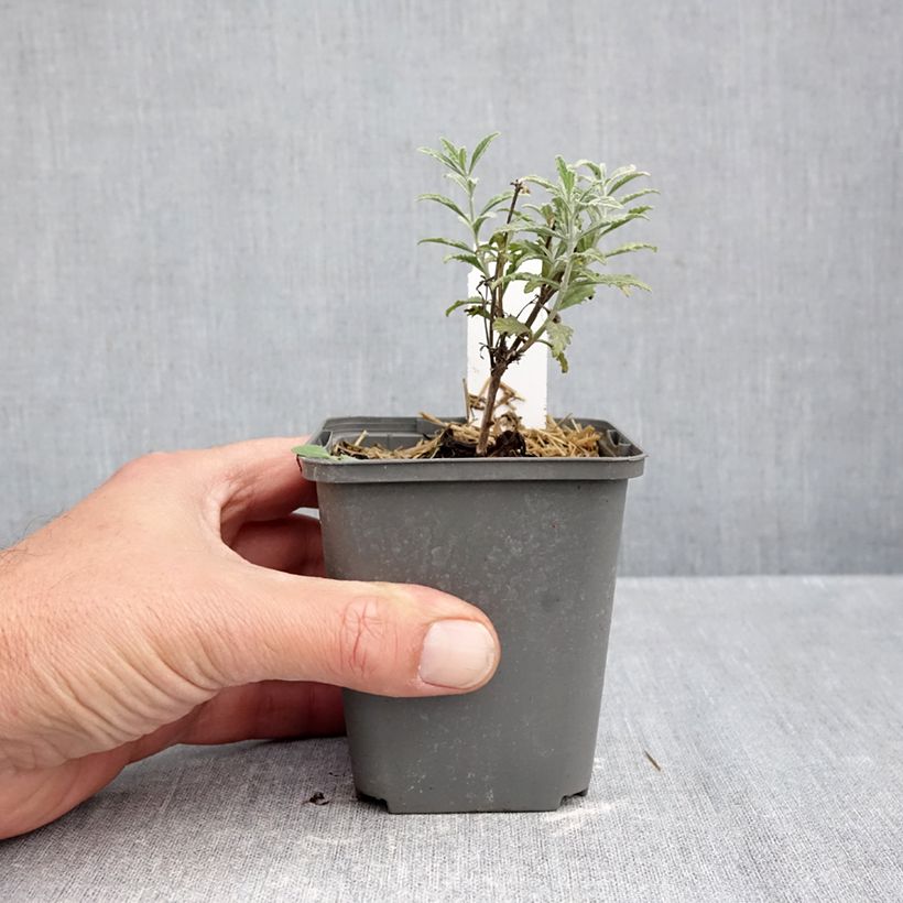 Esemplare di Perovskia atriplicifolia Prime time - Salvia russa Vasetto da 7/8 cm come consegnato in autunno