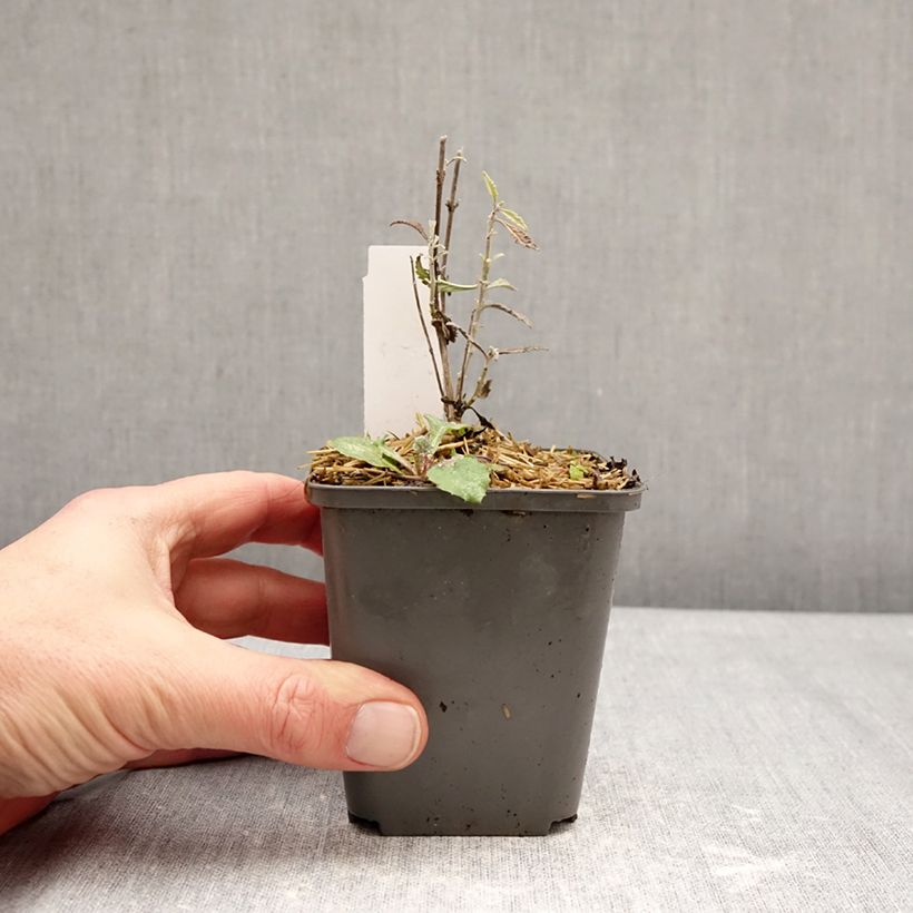 Perovskia atriplicifolia Prime time - Salvia russa Vasetto da 7/8 cm esemplare consegnato in inverno