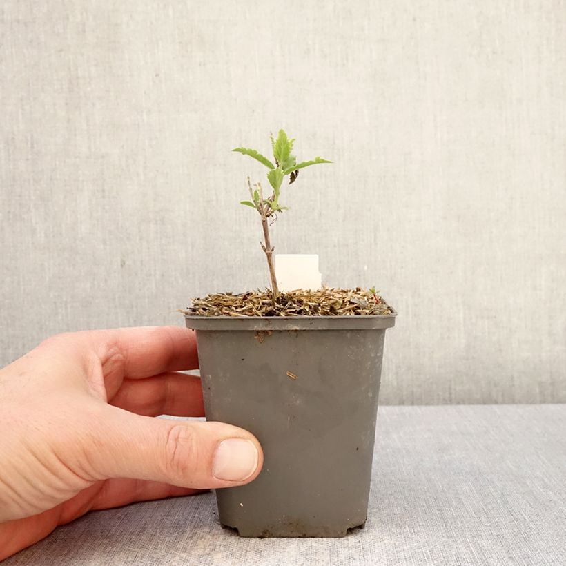 Perovskia atriplicifolia Prime time - Salvia russa Vasetto da 7/8 cm esemplare consegnato in primavera