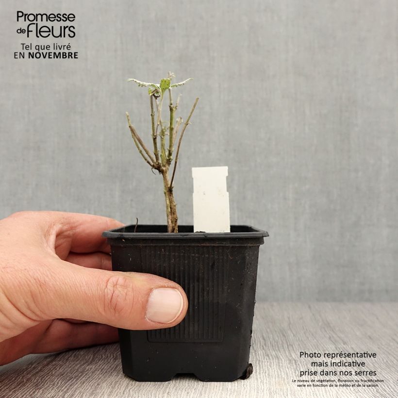 Esemplare di Perovskia atriplicifolia Silvery Blue - Salvia russa Vasetto da 8/9 cm come consegnato in autunno