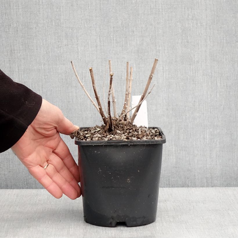 Perovskia atriplicifolia Silvery Blue - Salvia russa Vaso da 1,5L/2L esemplare consegnato in inverno