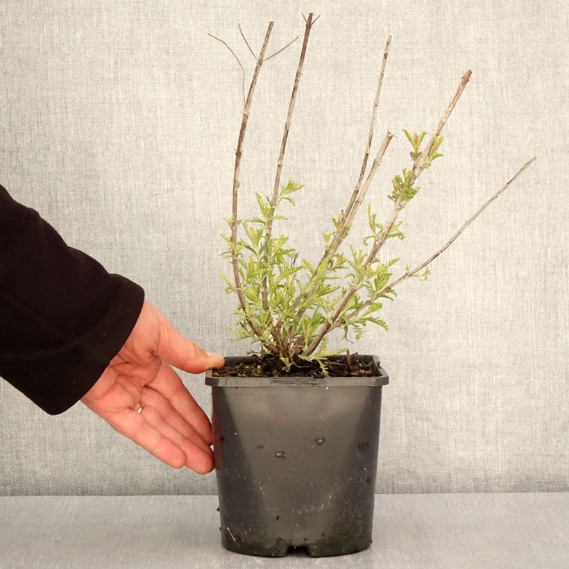 Perovskia atriplicifolia Silvery Blue - Salvia russa Vaso da 1,5L/2L esemplare consegnato in primavera