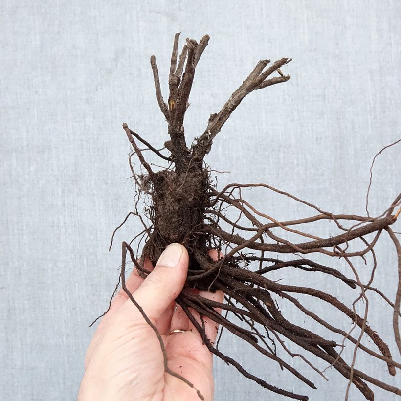 Perovskia atriplicifolia Silvery Blue - Salvia russa Piante piccole a radice nuda esemplare consegnato in inverno