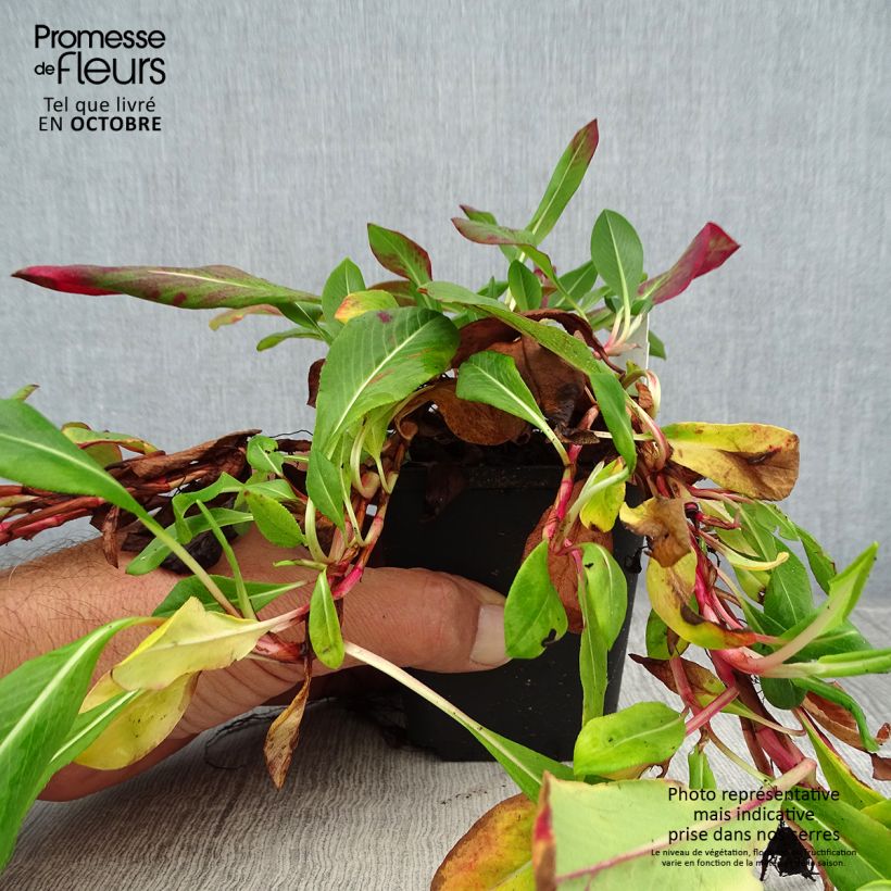 Esemplare di Persicaria affinis Superba Vasetto da 8/9 cm come consegnato in autunno