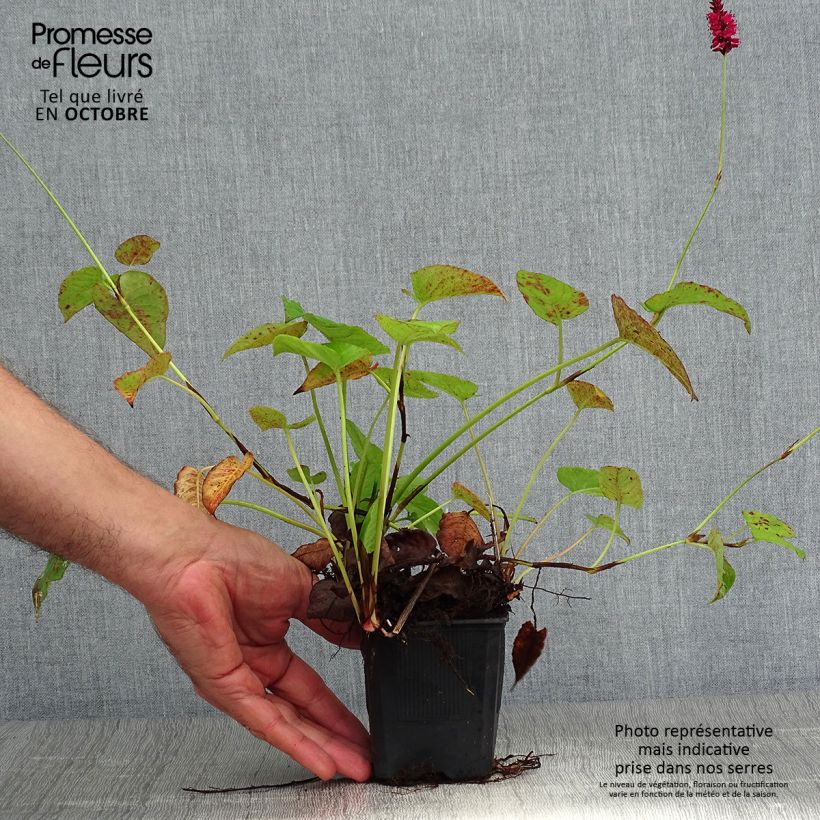 Esemplare di Persicaria amplexicaulis Speciosa Vasetto da 8/9 cm come consegnato in autunno