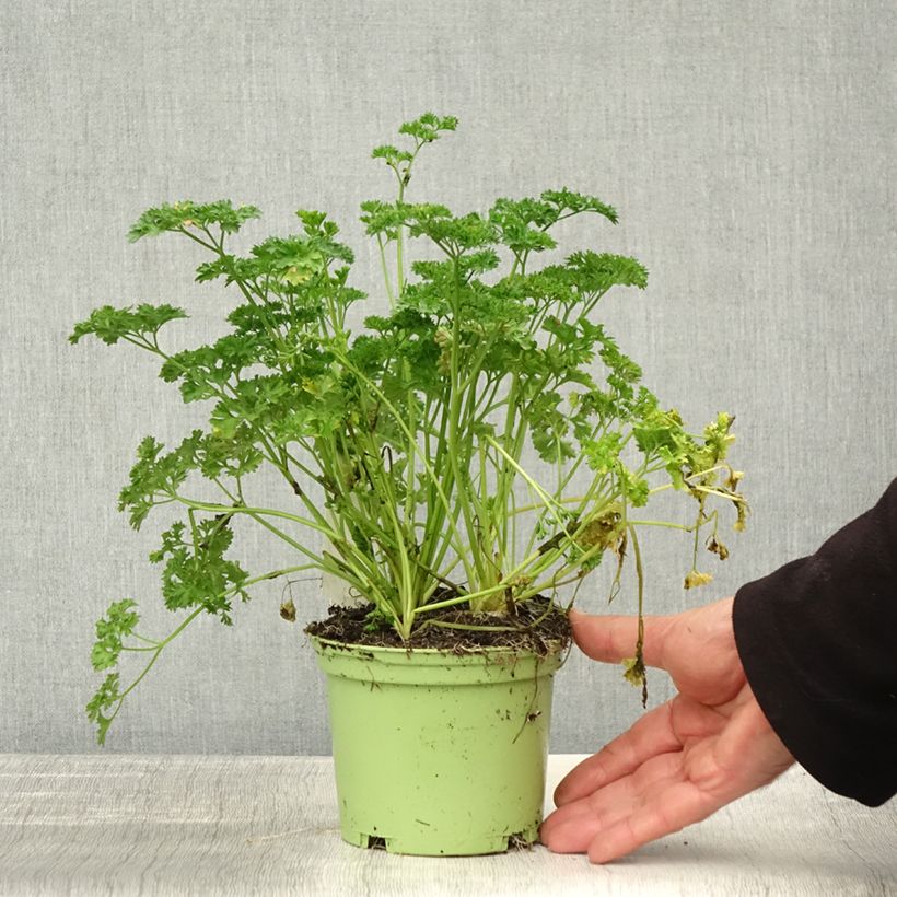 Esemplare di Prezzemolo riccio Verde scuro Bio (piante) Vaso da 2L/3L come consegnato in autunno
