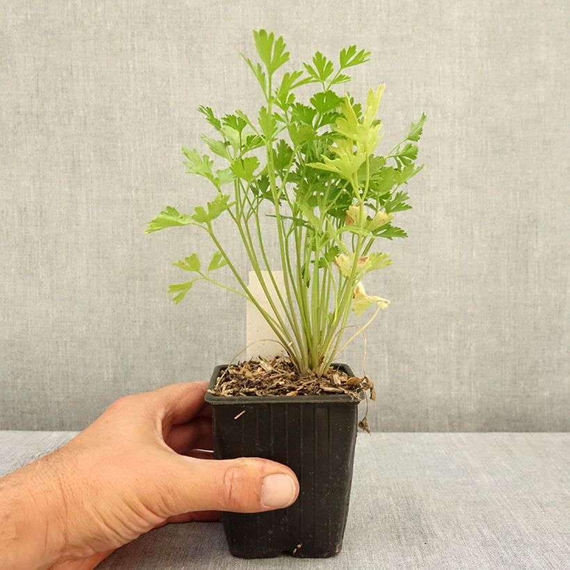 Esemplare di Prezzemolo a foglia piatta Vasetto da 8/9 cm consegnato in estate