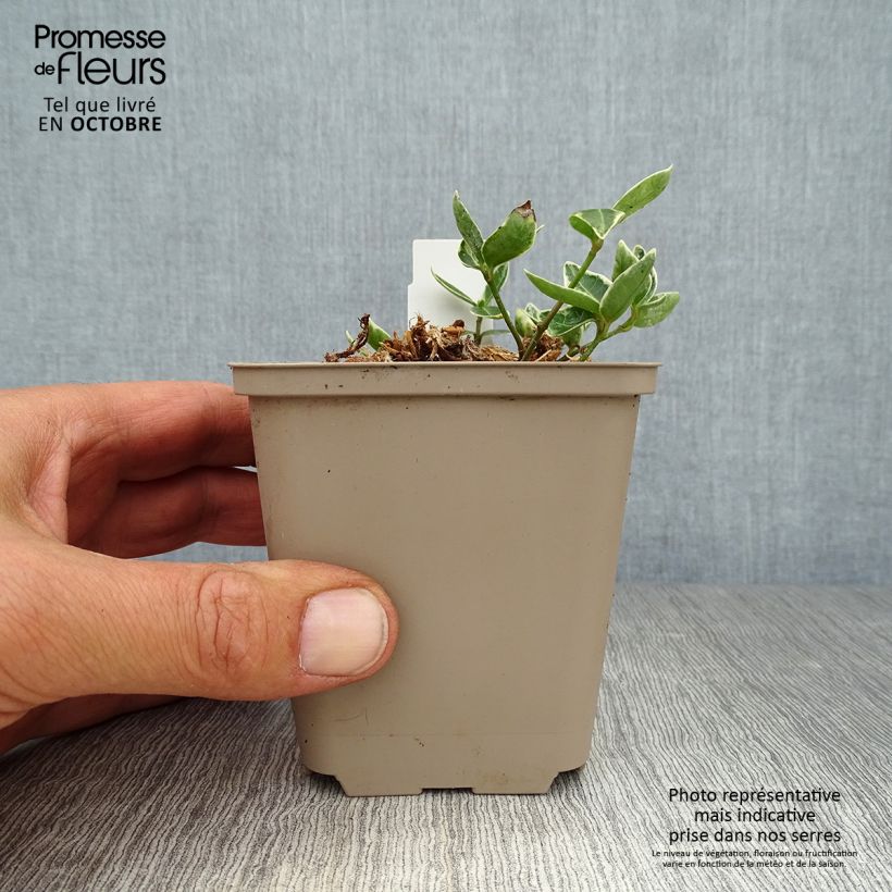 Esemplare di Vinca minor Ralph Shugert - Pervinca minore Vasetto da 8/9 cm come consegnato in autunno