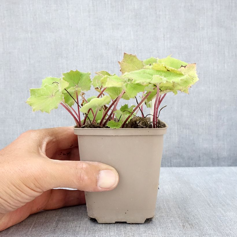 Esemplare di Petasites albus - Farfaraccio bianco Vasetto da 8/9 cm consegnato in estate