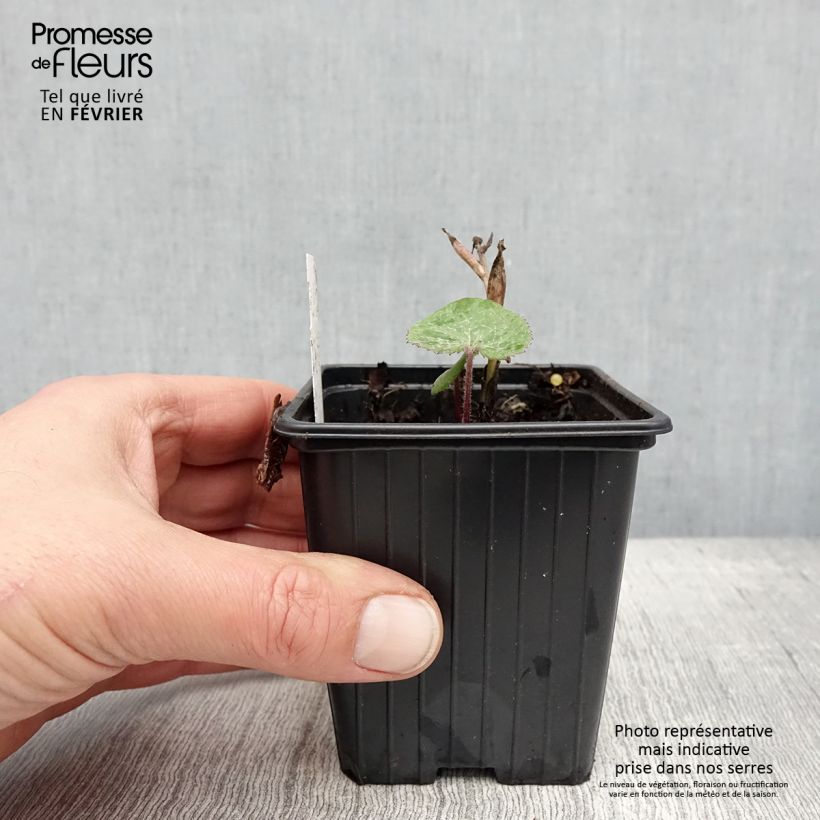 Petasites fragrans - Farfaraccio Vasetto da 8/9 cm esemplare consegnato in inverno