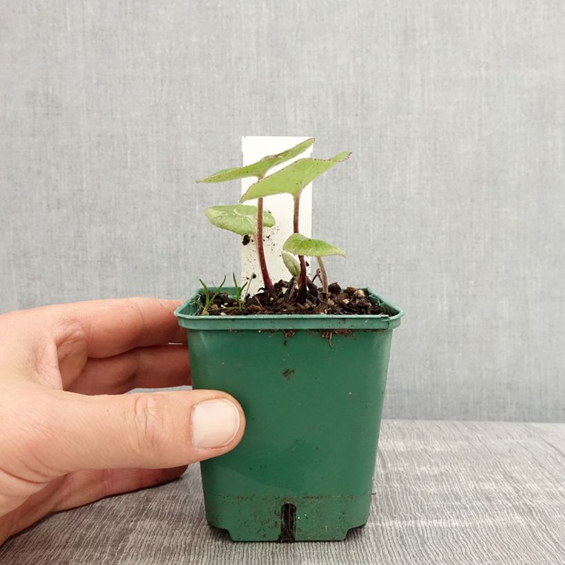 Petasites fragrans - Farfaraccio Vasetto da 8/9 cm esemplare consegnato in primavera