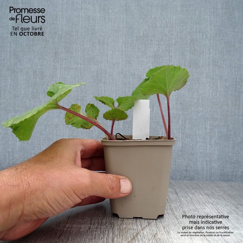 Esemplare di Petasites japonicus Giganteus Vasetto da 8/9 cm come consegnato in autunno