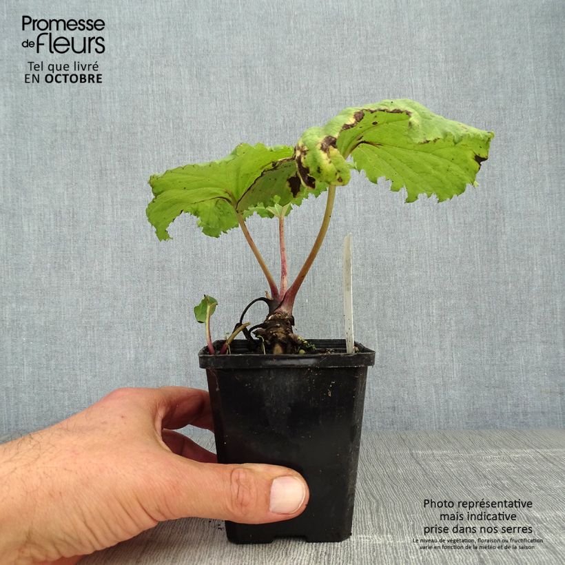 Esemplare di Petasites japonicus variegatus Vasetto da 8/9 cm come consegnato in autunno
