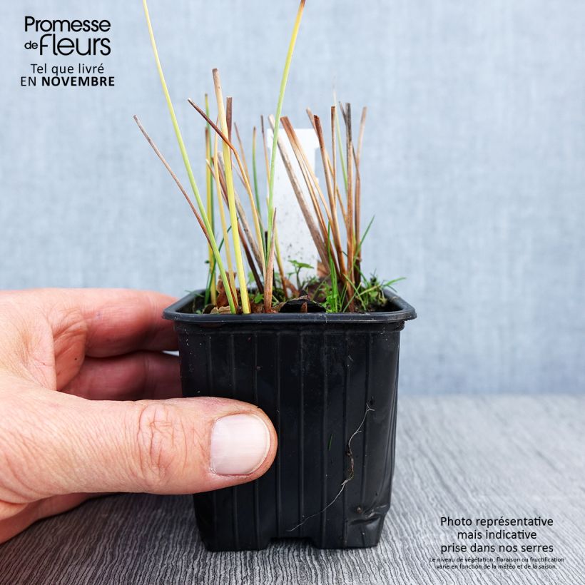 Esemplare di Typha minima - Lisca minore Vasetto da 8/9 cm come consegnato in autunno
